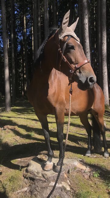 Paso Fino Stute Gangpferd, Miriam Fertl, Horses For Sale, Aletshausen, Image 6