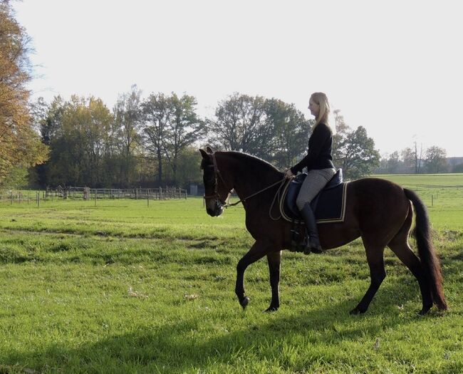 Paso Fino Stute Gangpferd, Miriam Fertl, Horses For Sale, Aletshausen, Image 2