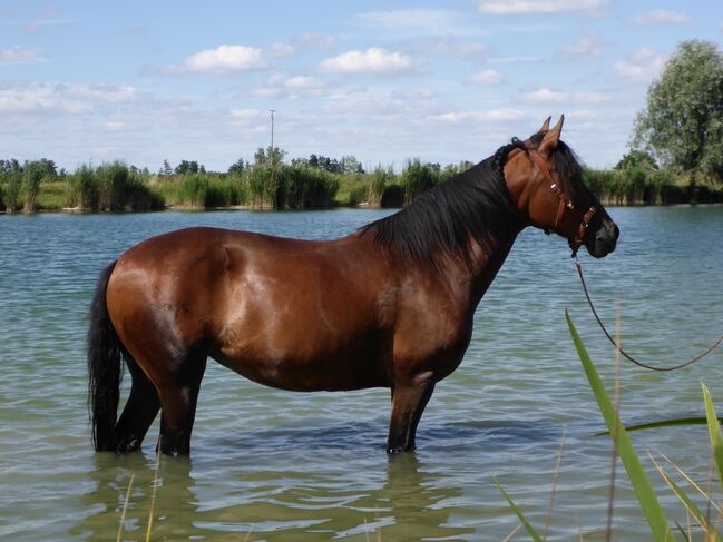 Paso Fino Stute Gangpferd, Miriam Fertl, Konie na sprzedaż, Aletshausen, Image 3