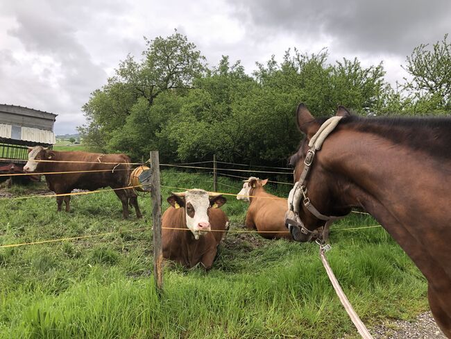 Paso Fino Stute Gangpferd, Miriam Fertl, Konie na sprzedaż, Aletshausen, Image 5