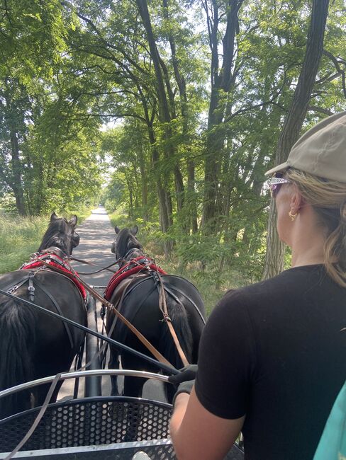 Passgespann / Fahrpferde / Kutschpferde, Michaela Ritter, Pferd kaufen, Altlandsberg 