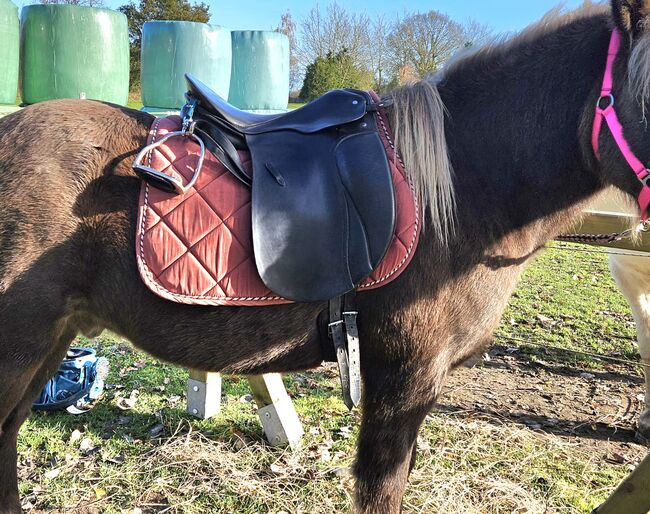 Passier Grad Gilbert, Passier  Grand Gilbert , Sylwia , Dressage Saddle, Kellinghusen , Image 3