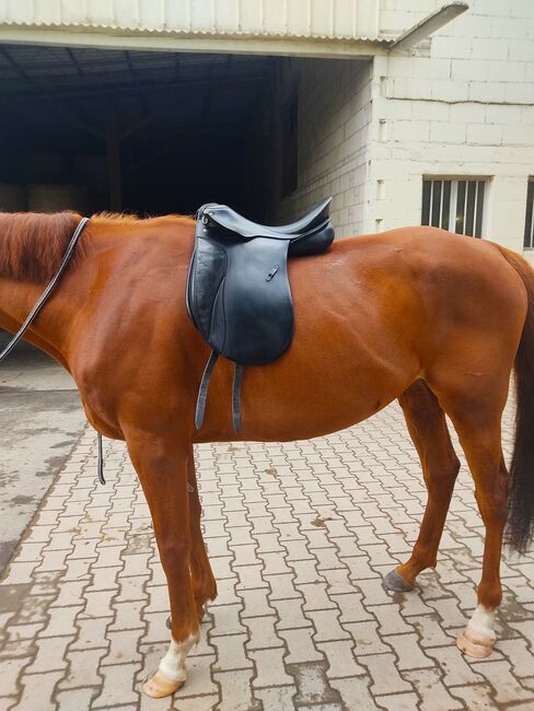 Passier Grand Gilbert, Passier Grand Gilbert, Kathrin Ruppert, Dressage Saddle, Rodgau, Image 6