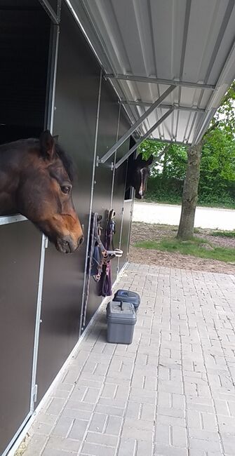 Weidehütte ausgebaut zur Doppelaußenbox, Hippo-Tech, Kerstin Pinkepank , Horse Shelters & Tents, Holle, Image 2