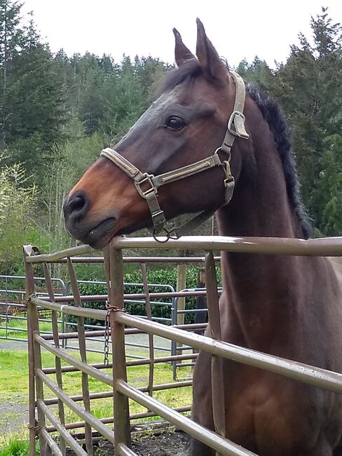 Pasture pet/ companion, Gail, Horses For Sale, Colton oregon