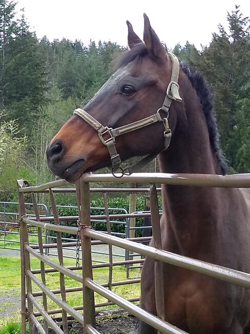 Pasture pet/ companion, Gail, Konie na sprzedaż, Colton oregon