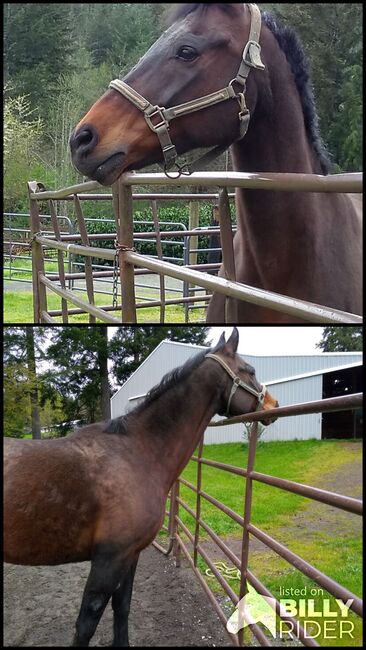 Pasture pet/ companion, Gail, Konie na sprzedaż, Colton oregon, Image 3