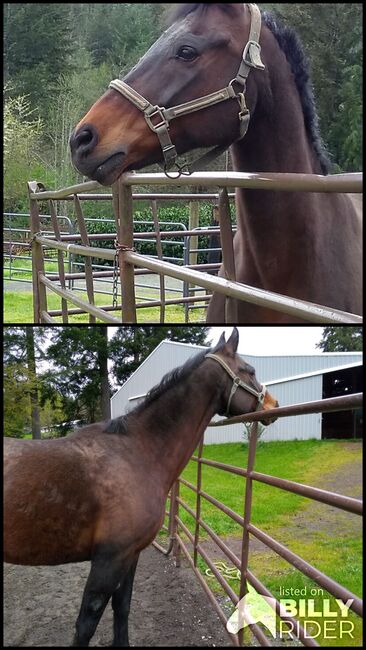 Pasture pet/ companion, Gail, Pferd kaufen, Colton oregon, Abbildung 3
