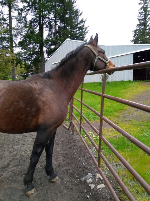 Pasture pet/ companion, Gail, Pferd kaufen, Colton oregon, Abbildung 2