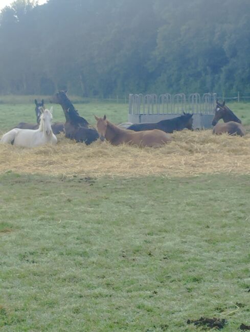 Weide mit Selbstversorgung, Isa1, Horse Stables, Euskirchen