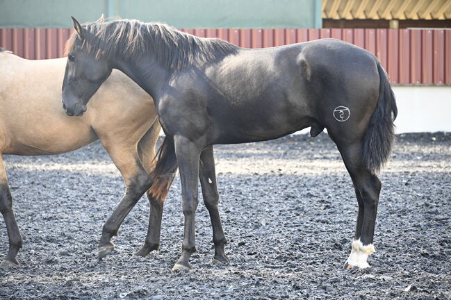 Lackschwarzer Sport PRE Wallach, Manuela KUBNY , Horses For Sale, Küßnach , Image 4