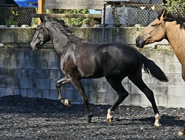 Lackschwarzer Sport PRE Wallach, Manuela KUBNY , Horses For Sale, Küßnach , Image 5