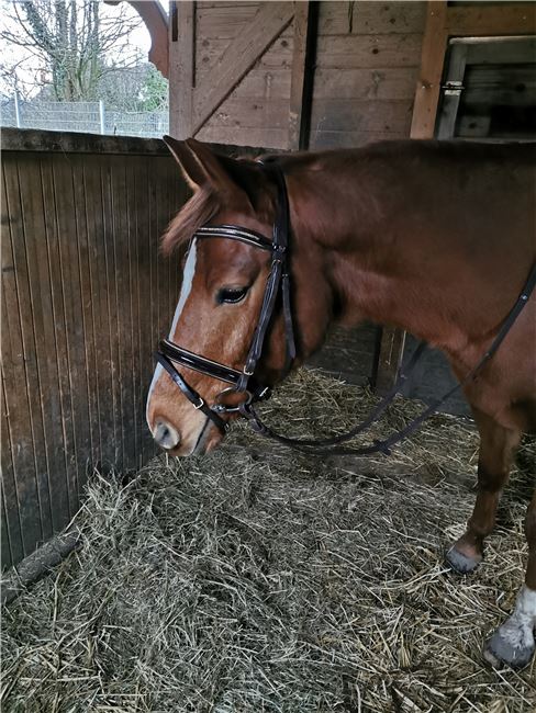 Lacktrense *NEU*, Kathrin Mayer , Bridles & Headstalls, Sulzfeld 