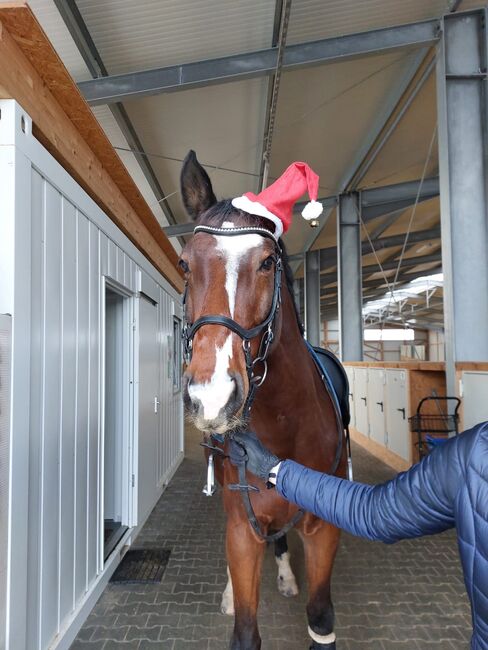 Verschmuster Freizeitpartner sucht neues Zuhause, Ulrike Niederkleine, Horses For Sale, Heroldsberg , Image 3