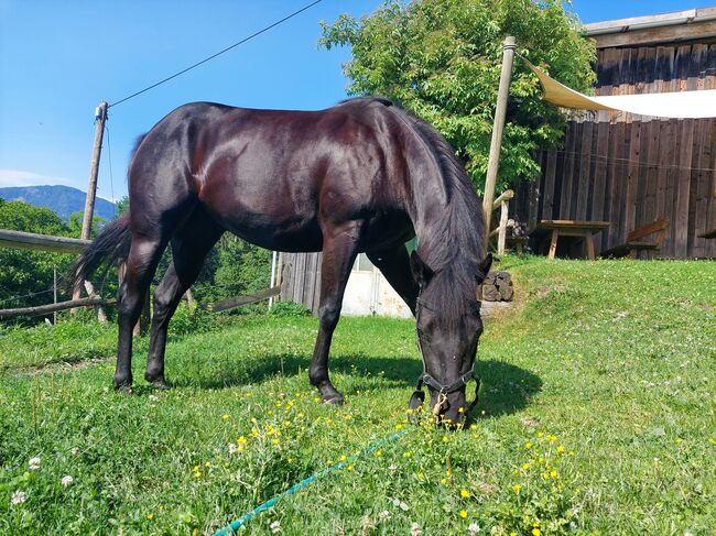 Perle in schwarz ⚫️  - 4Jährige American Quarter Horse Stute, Nina Neuschitzer , Horses For Sale, St. Veit an der Glan, Image 13