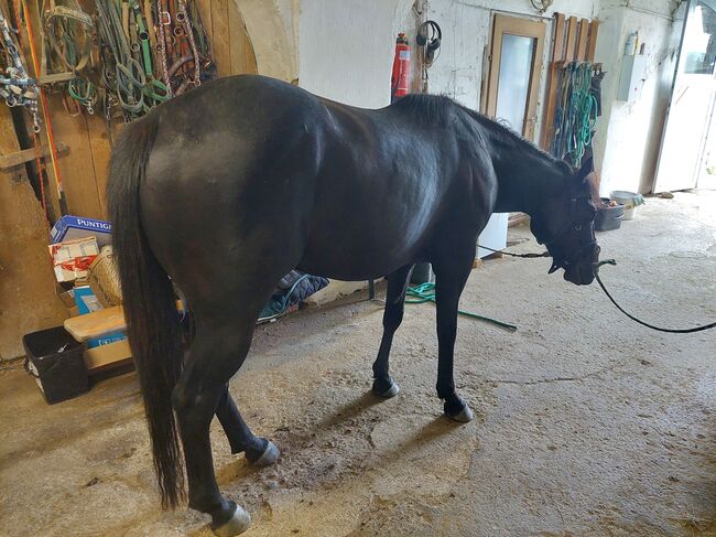 Perle in schwarz ⚫️  - 4Jährige American Quarter Horse Stute, Nina Neuschitzer , Horses For Sale, St. Veit an der Glan, Image 9