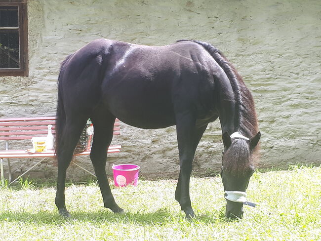 Perle in schwarz ⚫️  - 4Jährige American Quarter Horse Stute, Nina Neuschitzer , Horses For Sale, St. Veit an der Glan, Image 10