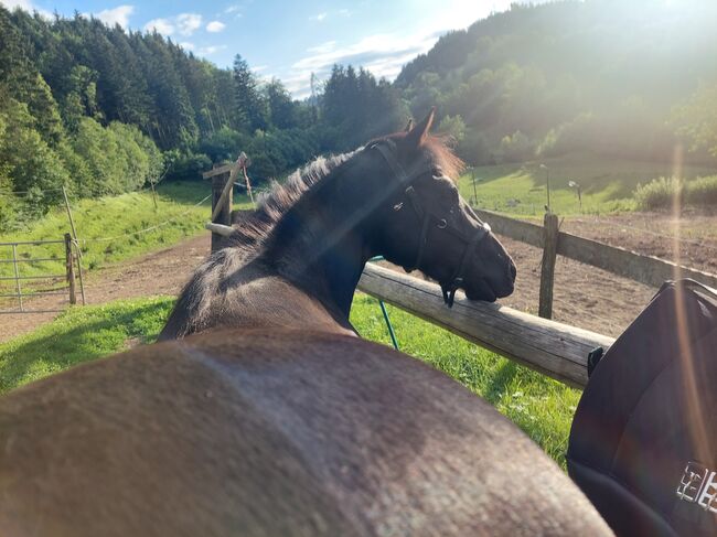 Perle in schwarz ⚫️  - 4Jährige American Quarter Horse Stute, Nina Neuschitzer , Horses For Sale, St. Veit an der Glan, Image 15