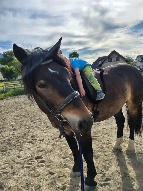Pedro, wunderschöner, vielseitiger Wallach, Anja Liesnig, Horses For Sale, Bleiburg 