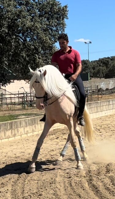 PEGASUS / PSL / Pirofrei, Post-Your-Horse.com (Caballoria S.L.), Konie na sprzedaż, Rafelguaraf