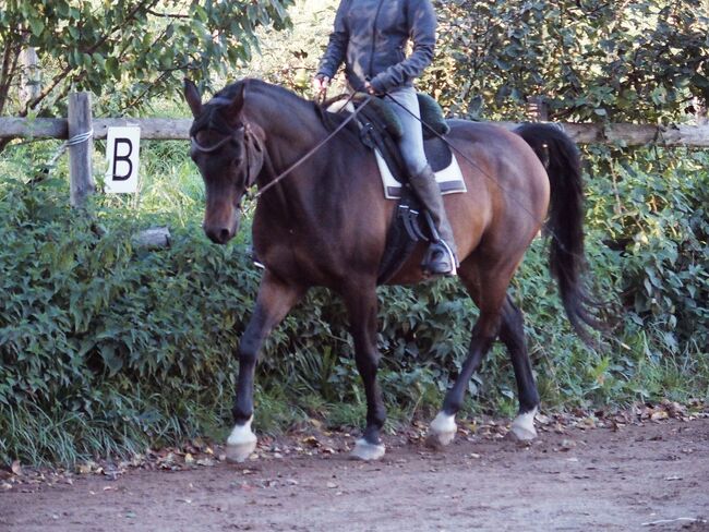 lieber Vollblutaraber, geritten in allen Grundgangarten auf Platz und im Gelände, Amalie, Konie na sprzedaż, Bessenbach, Image 8
