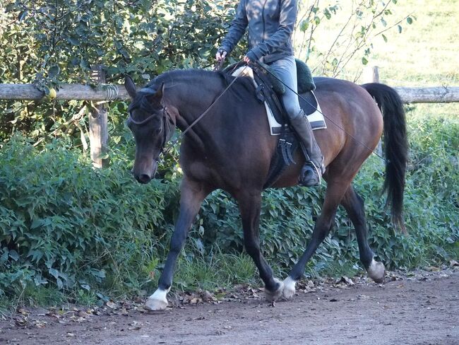 lieber Vollblutaraber, geritten in allen Grundgangarten auf Platz und im Gelände, Amalie, Konie na sprzedaż, Bessenbach, Image 11