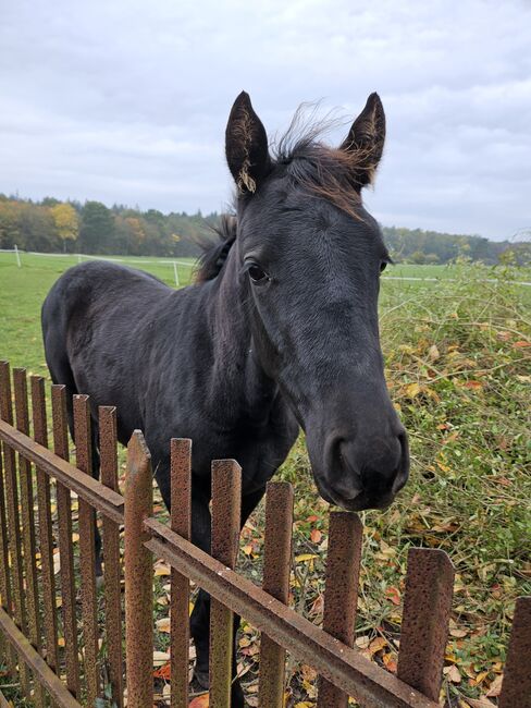 Penny sucht 5STERNE Zuhause🥰, Maria, Horses For Sale, Neu Bartelshagen, Image 4