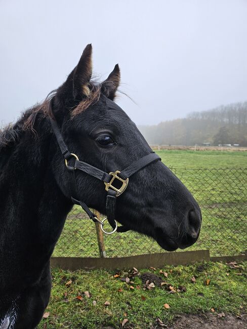 Penny sucht 5STERNE Zuhause🥰, Maria, Horses For Sale, Neu Bartelshagen, Image 3