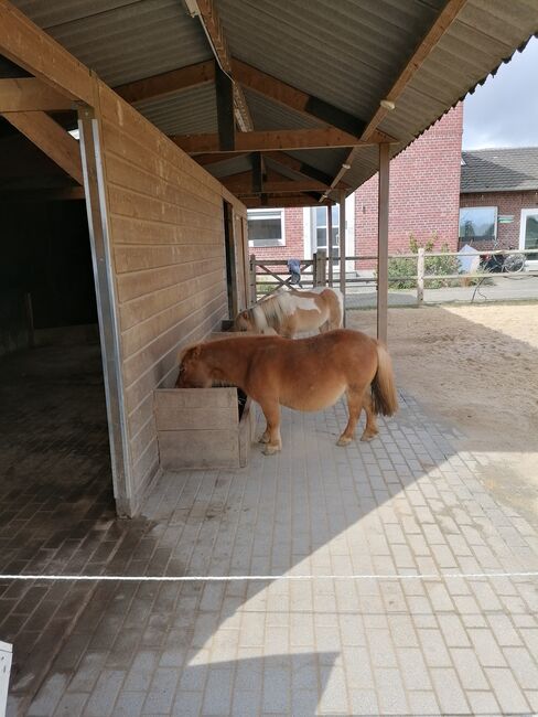 Rentnerplatz für Pony oder Pferd, H. Lange , Horse Stables, Mönchengladbach, Image 4