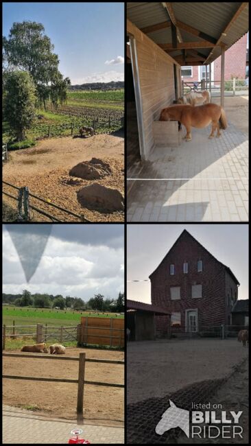 Rentnerplatz für Pony oder Pferd, H. Lange , Horse Stables, Mönchengladbach, Image 7