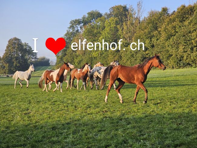 Pensionsplätze auf dem Elfenhof, Bio Hof mit Gruppenhaltung, Marlene Bösch, Stallplätze, Meienberg
