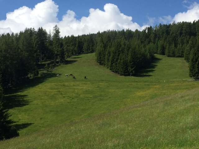 Einstellplatz Pensionsplatz für Pferde mit Lungenproblemen oder Sommerekzem!, E.C., Wolna stajnia, Reichenfels, Image 9