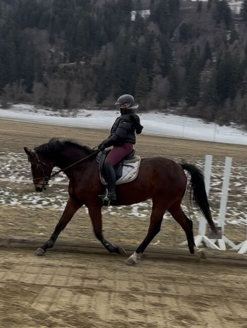 Perfektes Freizeitpferd, Anna Bischof, Horses For Sale, Sankt Peter am Kammersberg