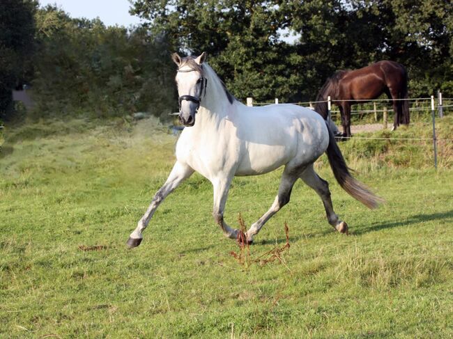 #perfectallrounder #spanishpowergirl PRE Pura Raza Española, Stute, 10 Jahre, Schimmel, 1,61m Stm., WOW Pferd  (WOW Pferd), Horses For Sale, Bayern - Attenkirchen, Image 3