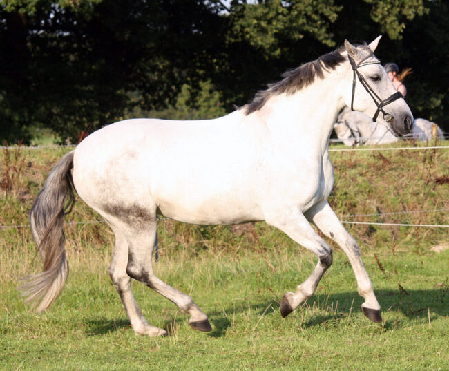 #perfectallrounder #spanishpowergirl PRE Pura Raza Española, Stute, 10 Jahre, Schimmel, 1,61m Stm., WOW Pferd  (WOW Pferd), Horses For Sale, Bayern - Attenkirchen, Image 6