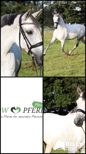 #perfectallrounder #spanishpowergirl PRE Pura Raza Española, Stute, 10 Jahre, Schimmel, 1,61m Stm., WOW Pferd  (WOW Pferd), Horses For Sale, Bayern - Attenkirchen, Image 10
