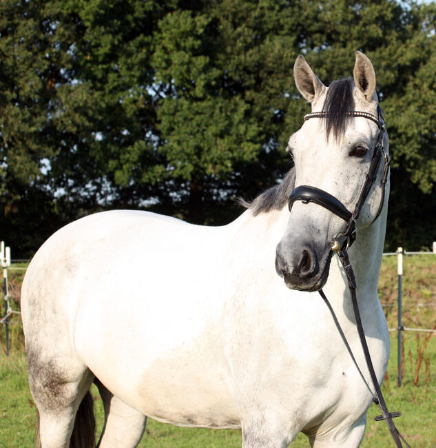 #perfectallrounder #spanishpowergirl PRE Pura Raza Española, Stute, 10 Jahre, Schimmel, 1,61m Stm., WOW Pferd  (WOW Pferd), Horses For Sale, Bayern - Attenkirchen, Image 7