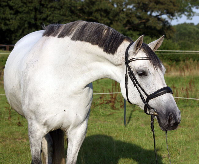 #perfectallrounder #spanishpowergirl PRE Pura Raza Española, Stute, 10 Jahre, Schimmel, 1,61m Stm., WOW Pferd  (WOW Pferd), Horses For Sale, Bayern - Attenkirchen, Image 4