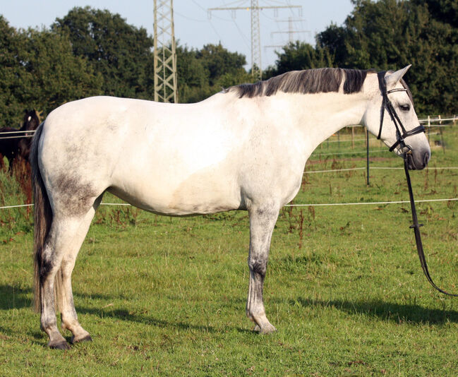 #perfectallrounder #spanishpowergirl PRE Pura Raza Española, Stute, 10 Jahre, Schimmel, 1,61m Stm., WOW Pferd  (WOW Pferd), Pferd kaufen, Bayern - Attenkirchen, Abbildung 9