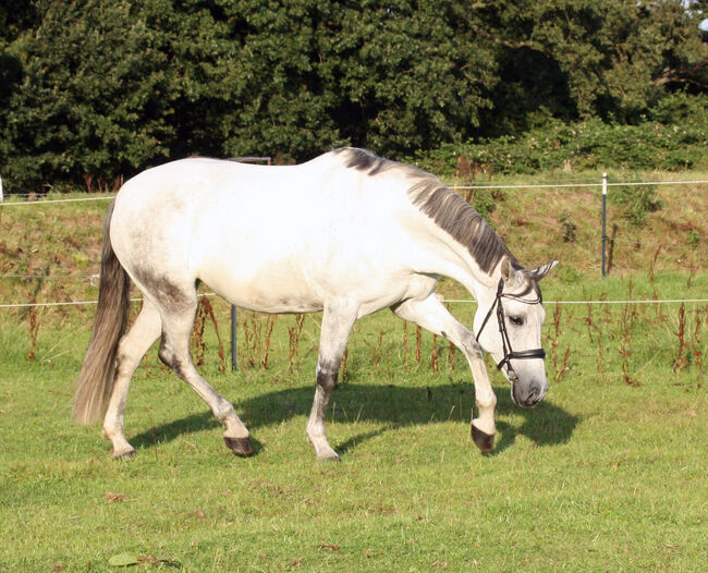 #perfectallrounder #spanishpowergirl PRE Pura Raza Española, Stute, 10 Jahre, Schimmel, 1,61m Stm., WOW Pferd  (WOW Pferd), Pferd kaufen, Bayern - Attenkirchen, Abbildung 5