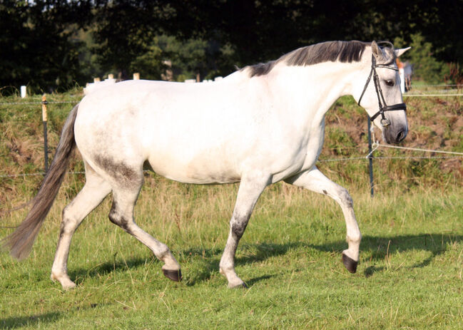 #perfectallrounder #spanishpowergirl PRE Pura Raza Española, Stute, 10 Jahre, Schimmel, 1,61m Stm., WOW Pferd  (WOW Pferd), Pferd kaufen, Bayern - Attenkirchen, Abbildung 8