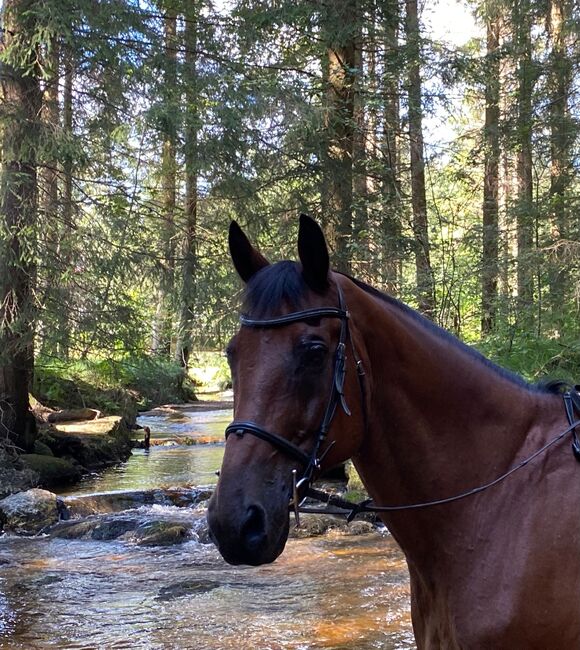 Perfekter Freizeitpartner, Hinterreiter Karin, Horses For Sale, Unterweißenbach, Image 3