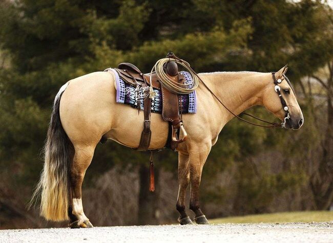 Perfection a 5 Yr | 14.1 Hand | AQHA | Buckskin | Gelding | Nu Chex to Cash, Perfection, Horses For Sale, London