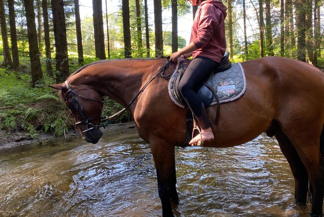 Perfekter Freizeitpartner, Hinterreiter Karin, Horses For Sale, Unterweißenbach, Image 2