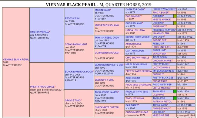 Perle in schwarz ⚫️  - 4Jährige American Quarter Horse Stute, Nina Neuschitzer , Pferd kaufen, St. Veit an der Glan, Abbildung 8