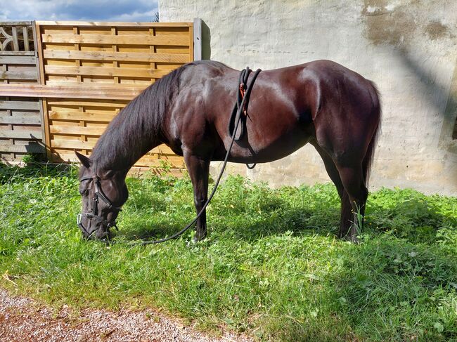 Perle in schwarz ⚫️  - 4Jährige American Quarter Horse Stute, Nina Neuschitzer , Pferd kaufen, St. Veit an der Glan, Abbildung 14