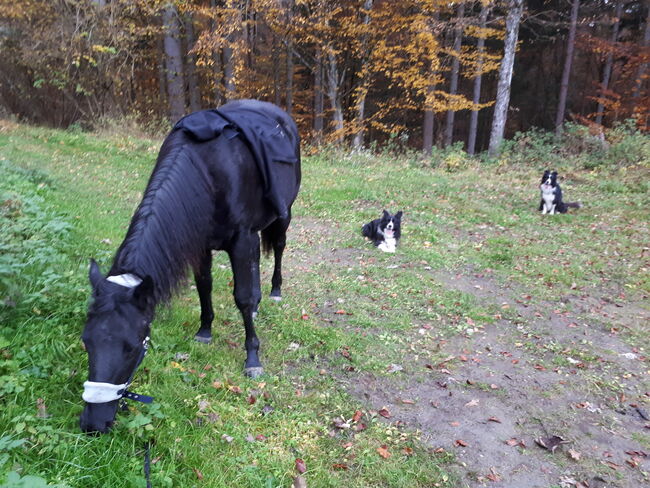 Perle in schwarz ⚫️  - 4Jährige American Quarter Horse Stute, Nina Neuschitzer , Pferd kaufen, St. Veit an der Glan, Abbildung 5