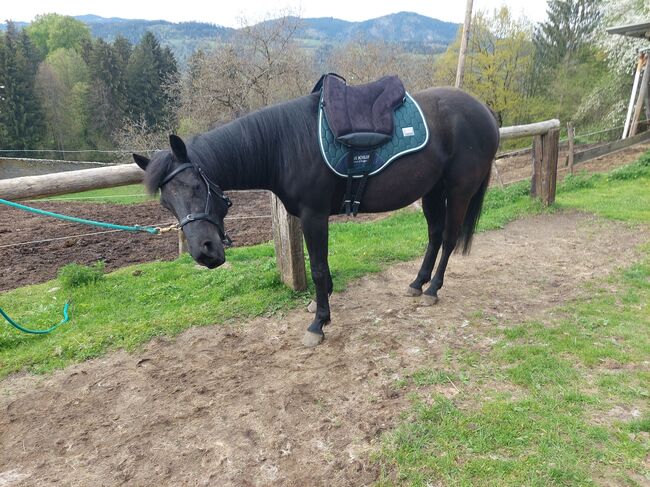 Perle in schwarz ⚫️  - 4Jährige American Quarter Horse Stute, Nina Neuschitzer , Pferd kaufen, St. Veit an der Glan, Abbildung 7