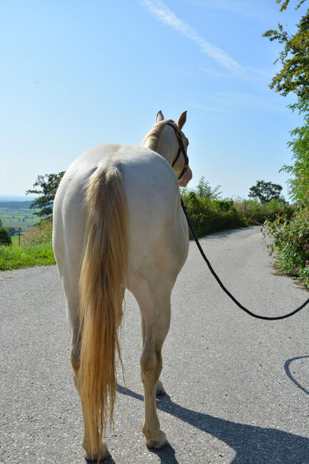 Perlino dun farbener Quarter Horse Hengst, Kerstin Rehbehn (Pferdemarketing Ost), Horses For Sale, Nienburg, Image 3