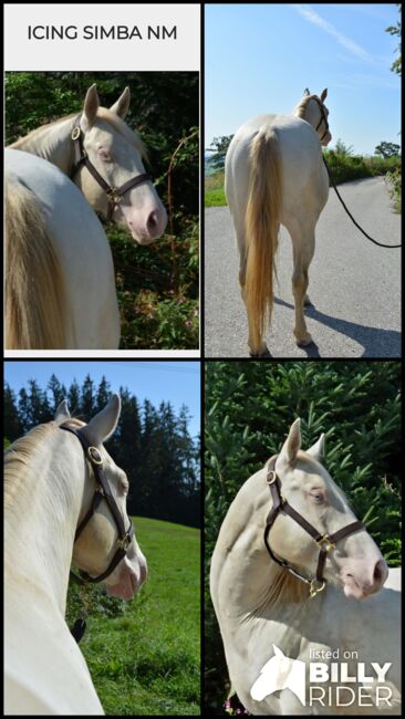 Perlino dun farbener Quarter Horse Hengst, Kerstin Rehbehn (Pferdemarketing Ost), Horses For Sale, Nienburg, Image 6